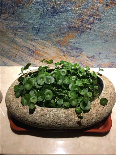 長春高新生長激素集采傳聞引發跌停，公司回應“市場預期但未獲信息”