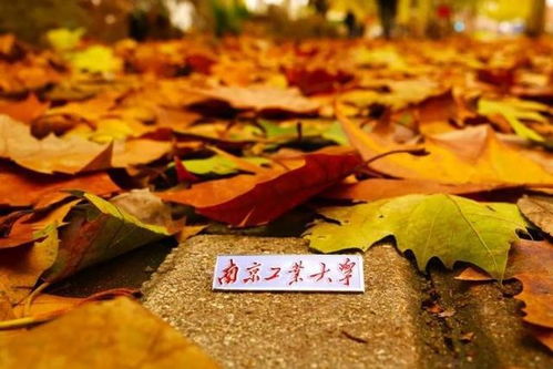 南京工業大學 百廿育才，鑄就科技與產業輝煌——慶祝建校119周年